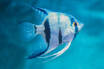 Discus, colorful cichlids in the aquarium, freshwater fish that lives in the Amazon basin. Colored,...