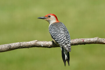 Red Bellied woodpecker on branch in spring