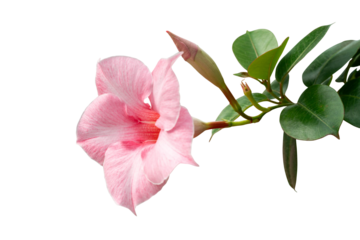 Pink flower branch isolated