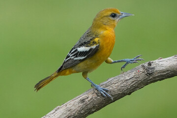 Obraz premium Baltimore Orioles in Spring