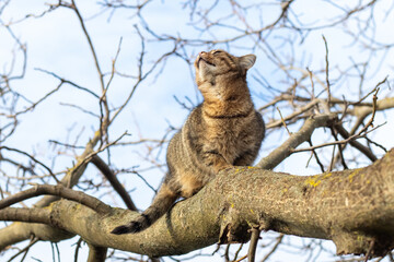 A brown cat on a tree looks up