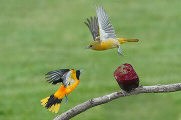 Baltimore Orioles in Spring