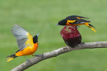 Fototapeta premium Baltimore Orioles in Spring