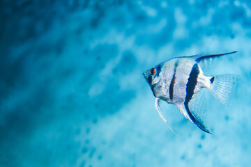 Discus, colorful cichlids in the aquarium, freshwater fish that lives in the Amazon basin. Colored,...