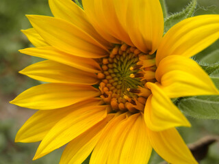 Girasole