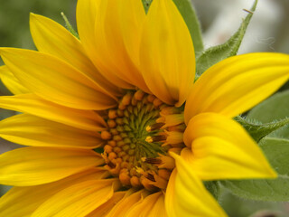 Girasole