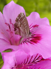 Farfalla