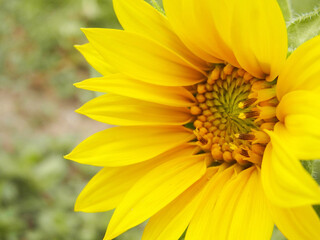 Girasole