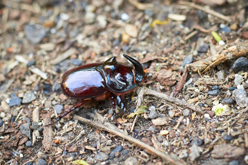 European rhinoceros beetle (Oryctes nasicornis)
