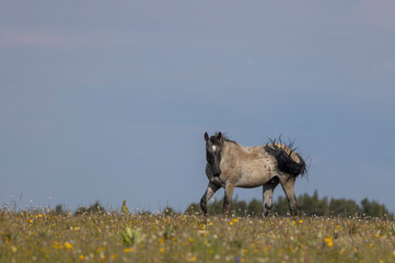 Wild Horse in Summer in the Pryor Mountains Montana