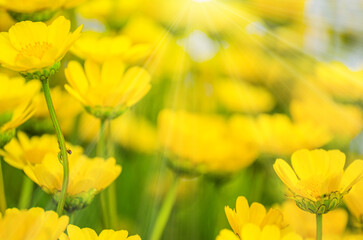 Beautiful dandelion background, yellow flowers is blooming in the garden.