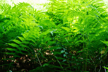 Background of ferns, photographed closely. Nature and plants.
