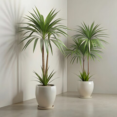 Fototapeta premium indoor potted an palm trees as decorative housep