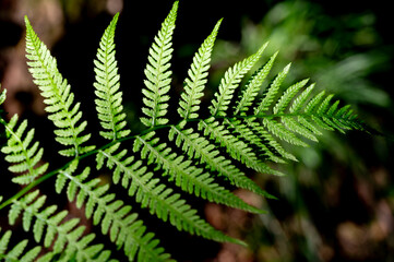 Background of ferns, photographed closely. Nature and plants.