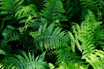 Background of ferns, photographed closely. Nature and plants.