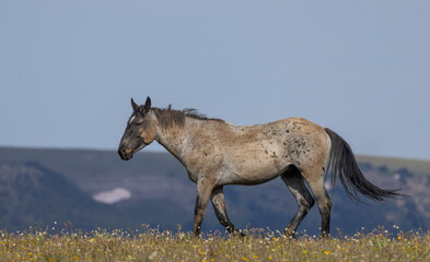 Wild Horse in Summer in the Pryor Mountains Montana
