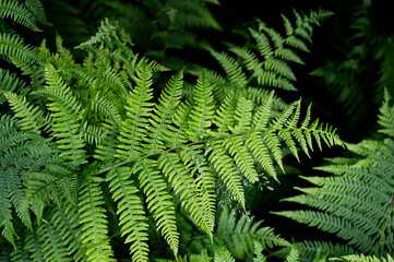 Background of ferns, photographed closely. Nature and plants.