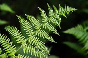 Background of ferns, photographed closely. Nature and plants.