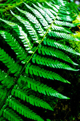 Background of ferns, photographed closely. Nature and plants.