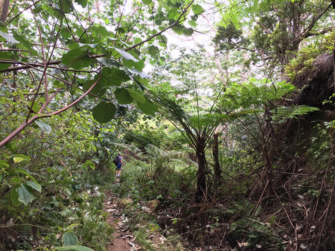 Hiker on the almost impassable rainforest tropical Powerline Trail in the middle of Kauai, Hawaii, nature