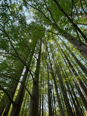 Fototapeta premium trees in the forest