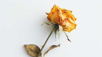 Yellow rose that has been dried on a white backdrop