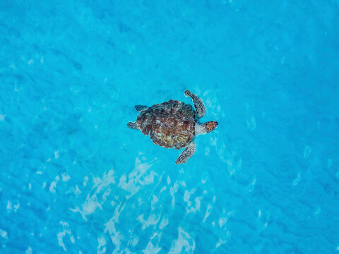Aerial view of swimming green turtle in turquoise sea, Westpunt, Curacao.