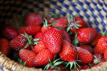Fraises fraîchement cueillies.