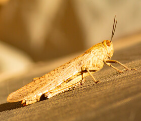 close up of a grasshopper. Macro photography. Color blended with the environment
