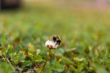 Bumblebee collecting nectar - white clover flower amidst lush green grass. Taken in Toronto, Canada.