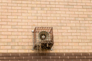 Nest built within a protective cage - around an outdoor siren - on a brick wall. Taken in Toronto,...