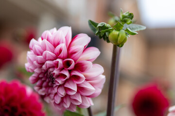 Vibrant pink dahlia in full bloom - soft focus background with red flowers and green bud. Taken in...