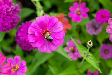 Obraz premium Vibrant pink zinnia flowers - bee collecting nectar - lush green backdrop. Taken in Toronto, Canada.