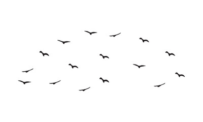 Flying Birds Vector And Illustration. 