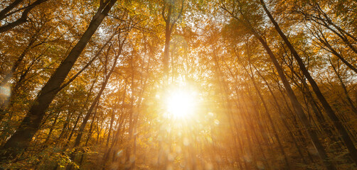 Sunlight Filtering Through Trees in Forest Autumn Background