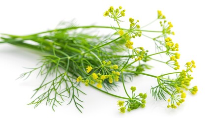 Fototapeta premium Fresh dill with blooming flower displayed alone on a white background