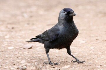 crow on the ground