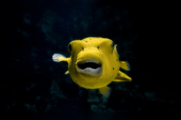 A yellow pufferfish staring right into the viewer, real picture looking almost like a cartoon.

