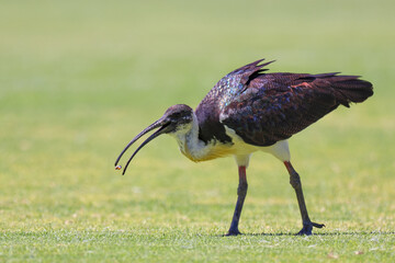 Side view, Straw-necked Ibis (Threskiornis spinicollis) eating grubs on cricket outfield, Western Australia