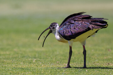 Side view, Straw-necked Ibis (Threskiornis spinicollis) eating grubs on cricket outfield, Western Australia