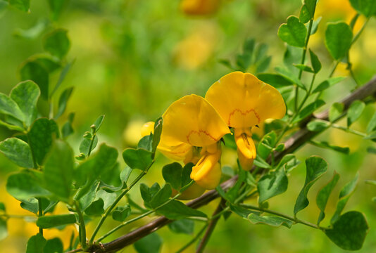 Beautiful close-up of colutea buhsei flower