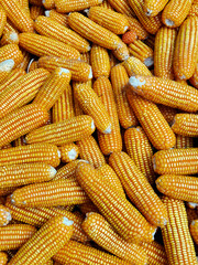 pile of corn for background and texture. fresh sweet corn from field.