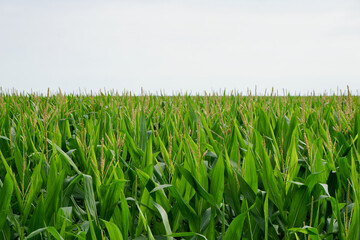 Obraz premium View over the top of a cornfield farm in the rural countryside of central Texas on a cloudy sky hot summer day.