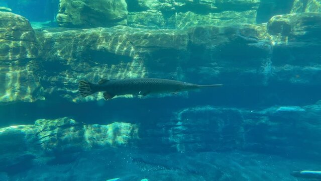 Shot of a Alligator Gar fish swimming.