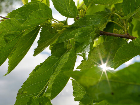 white mulberry with green leaves and brunch