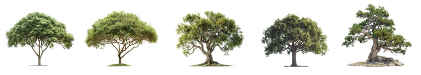 Fototapeta premium Set of green tree collection with green leaves isolated on transparent or white background.3d rendering