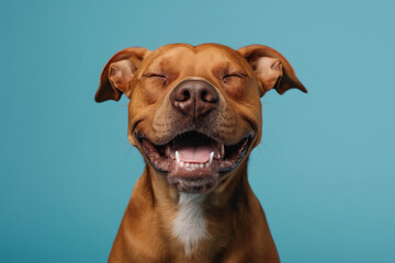 In a studio photo, a friendly dog is captured pulling a funny face, radiating charm and playfulness. This portrait perfectly captures the lovable and humorous nature of the dog.