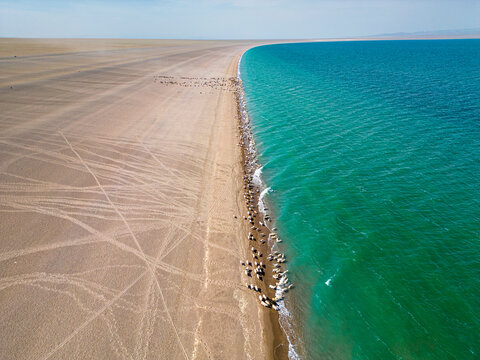 Aerial view of turquoise Khyargas lake, watering place for cattle, Zavhan, Mongolia.