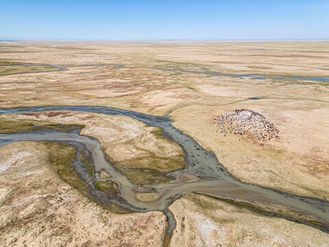 Aerial view of herd of sheep and goats, Zavhan, Mongolia.