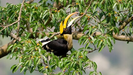 Great Hornbill and Ficus fruiting